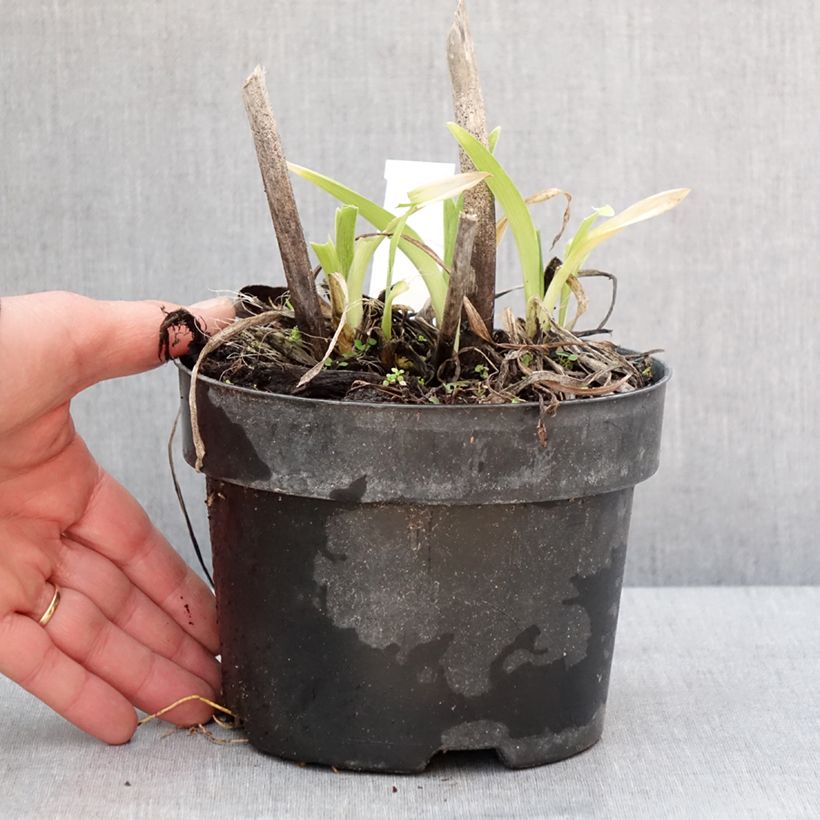 Hemerocallis Gentle Shepherd - Emerocallide Vaso da 2L/3L esemplare consegnato in inverno