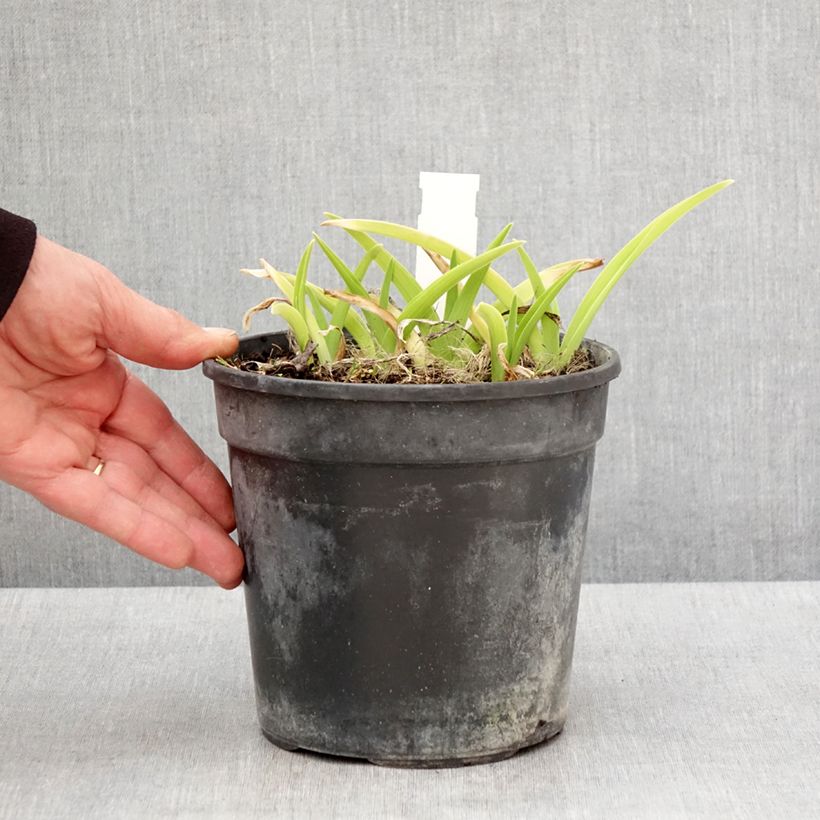 Hemerocallis Gentle Shepherd - Emerocallide Vaso da 2L/3L esemplare consegnato in primavera