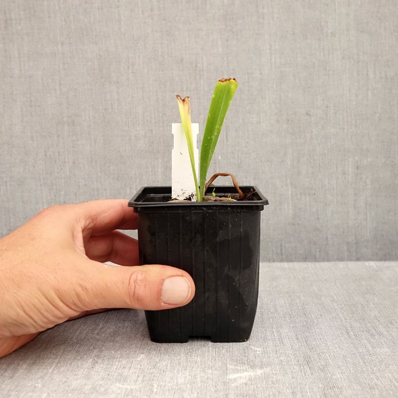 Esemplare di Hémérocalle ou hemerocallis Patricia Jojo Godet de 8/9 cm come consegnato in autunno