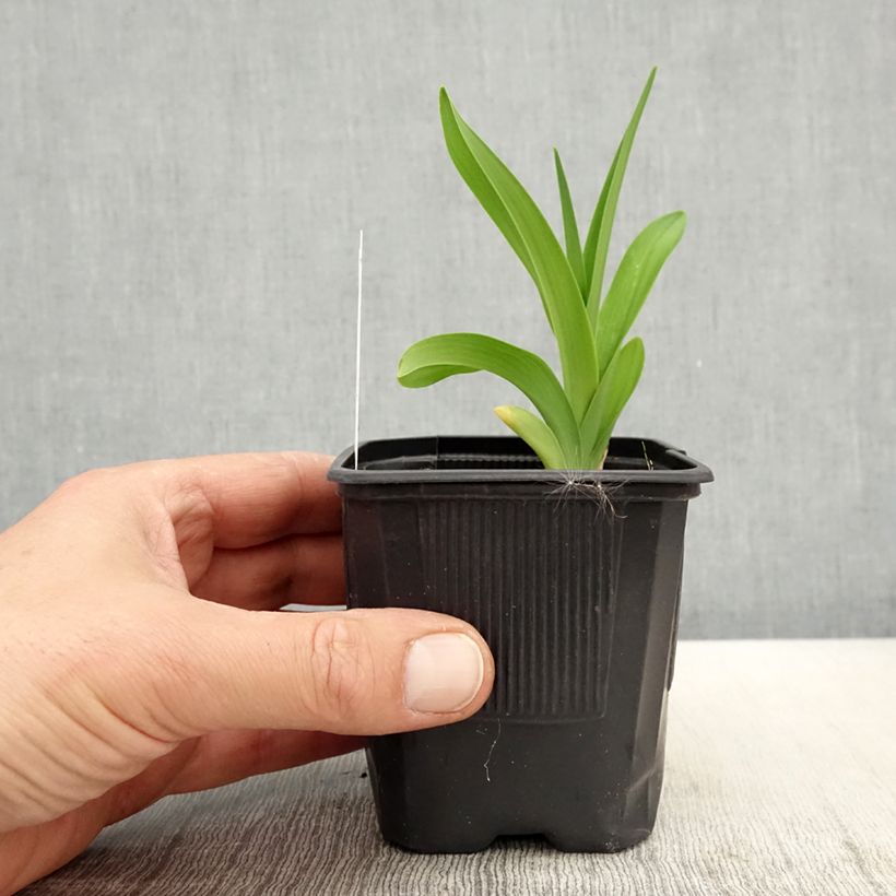 Hemerocallis Patricia Jojo - Emerocallide Vasetto da 8/9 cm esemplare consegnato in primavera