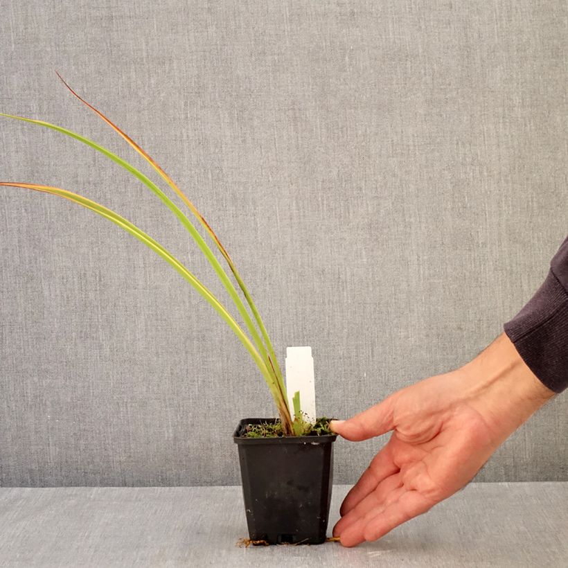 Esemplare di Hemerocallis Pandora's Box - Emerocallide Vasetto da 8/9 cm come consegnato in autunno