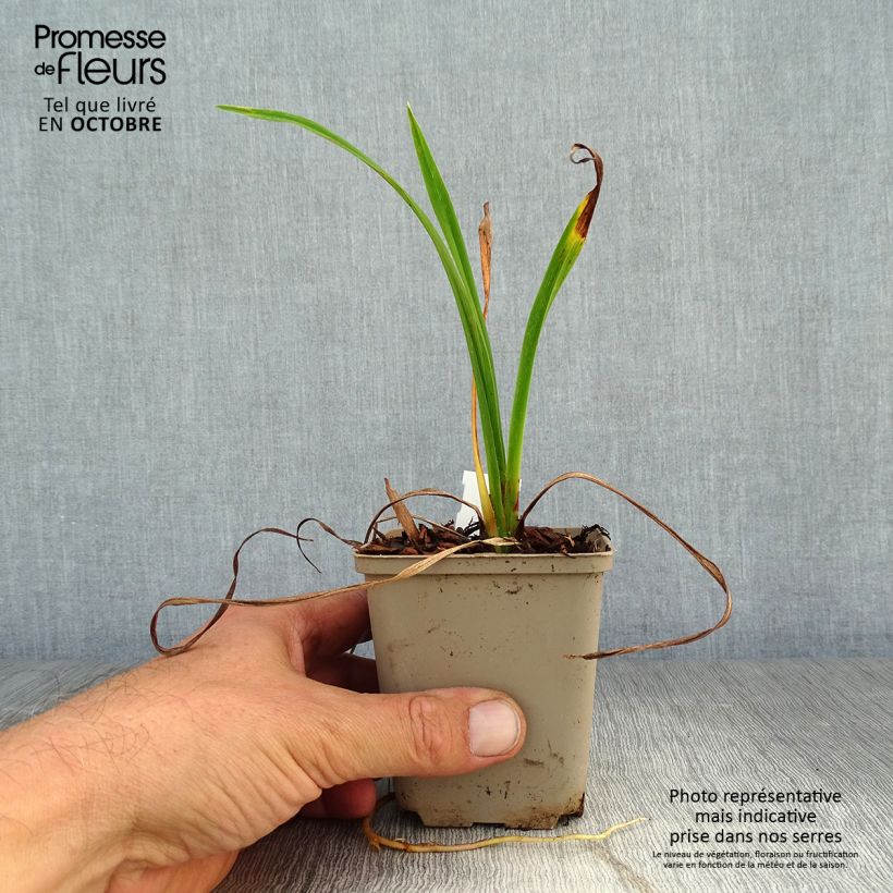 Esemplare di Hemerocallis Pardon Me - Emerocallide Vasetto da 8/9 cm come consegnato in autunno