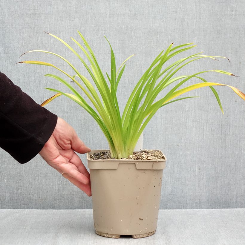 Esemplare di Hemerocallis Pardon Me - Emerocallide Vaso da 2L/3L come consegnato in autunno