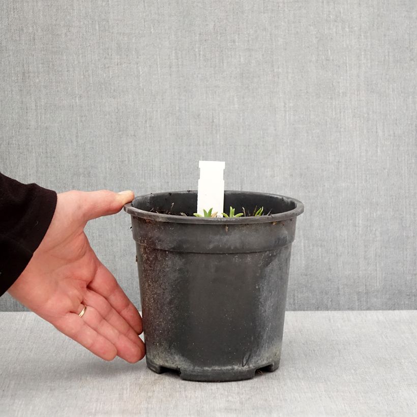 Hemerocallis Pardon Me - Emerocallide Vaso da 2L/3L esemplare consegnato in primavera