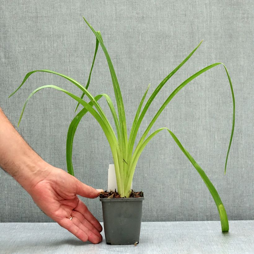 Esemplare di Hemerocallis Piano Man - Emerocallide Vasetto da 8/9 cm consegnato in estate