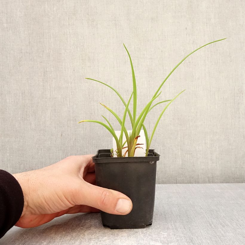 Hemerocallis Piano Man - Emerocallide Vasetto da 8/9 cm esemplare consegnato in primavera