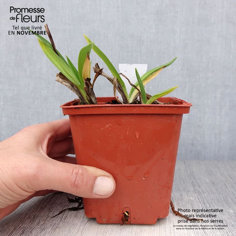 Esemplare di Hemerocallis Piano Man - Emerocallide Vaso da 1L/1,5L come consegnato in autunno