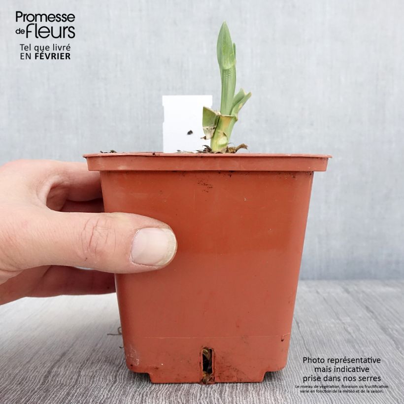 Hemerocallis Poogie - Emerocallide Vaso da 1L/1,5L esemplare consegnato in inverno