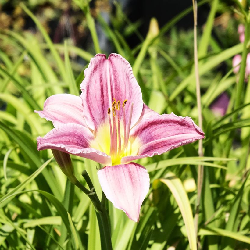 Hemerocallis Prairie Blue Eyes - Emerocallide (Fioritura)