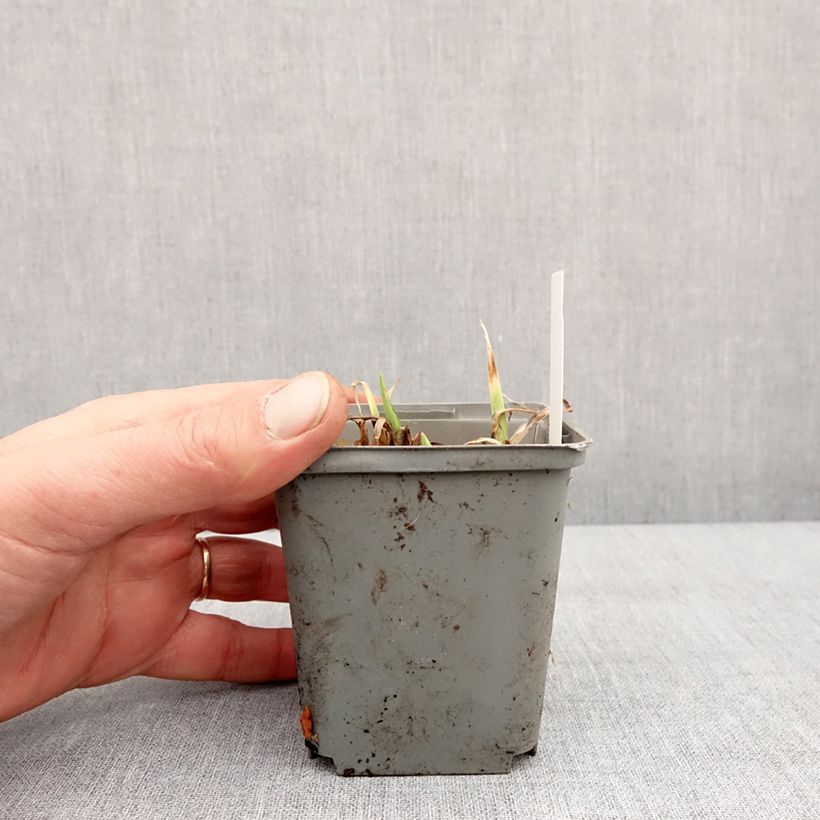 Hemerocallis Prairie Blue Eyes - Emerocallide Vasetto da 8/9 cm esemplare consegnato in inverno