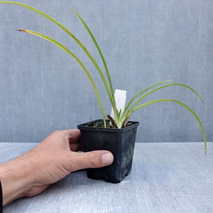 Esemplare di Hemerocallis Rapsberry Candy - Emerocallide Vasetto da 8/9 cm come consegnato in autunno