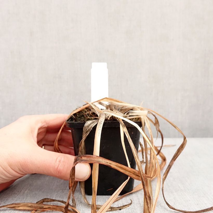 Hemerocallis Red Rum - Emerocallide Vasetto da 8/9 cm esemplare consegnato in inverno