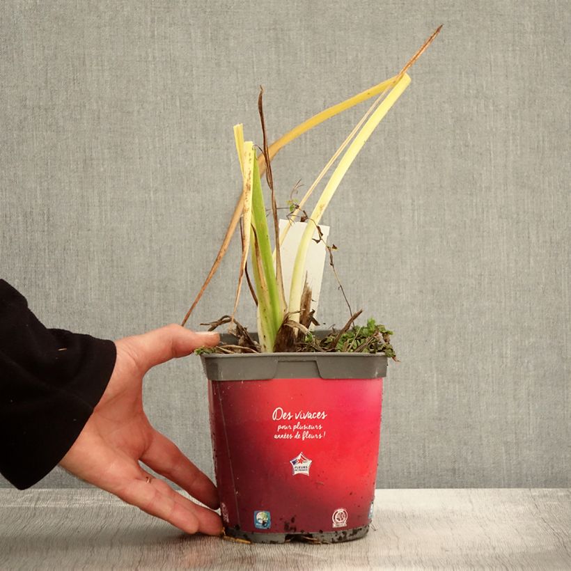 Esemplare di Hemerocallis Red Rum - Emerocallide Vaso da 2L/3L come consegnato in autunno