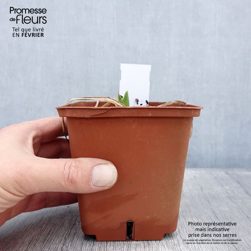 Hemerocallis Rose Corsage - Emerocallide Vaso da 1L/1,5L esemplare consegnato in inverno