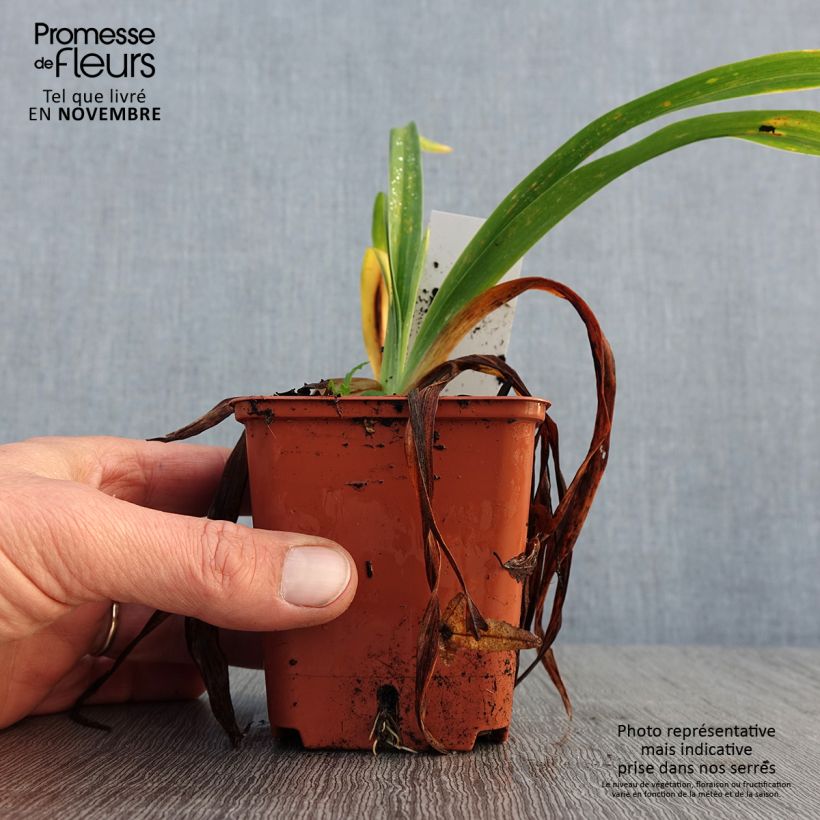 Esemplare di Hemerocallis Roswitha - Emerocallide Vasetto da 8/9 cm come consegnato in autunno