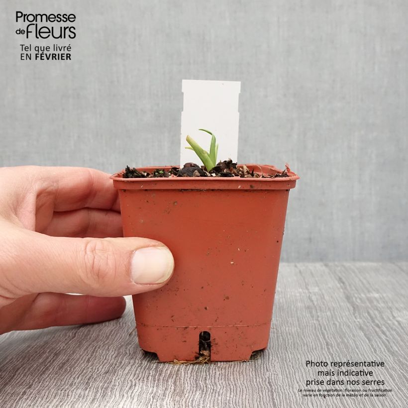 Hemerocallis Roswitha - Emerocallide Vasetto da 8/9 cm esemplare consegnato in inverno