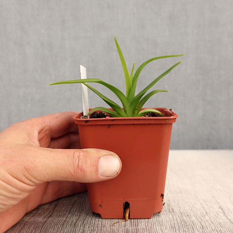 Hemerocallis Roswitha - Emerocallide Vasetto da 8/9 cm esemplare consegnato in primavera