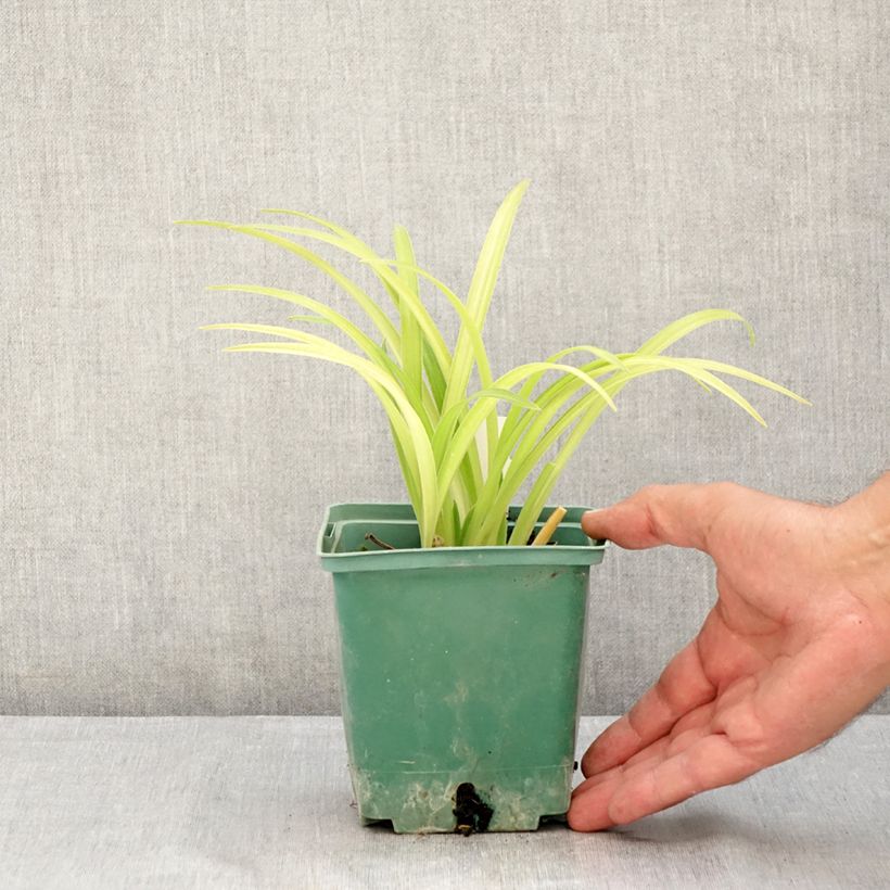 Esemplare di Hemerocallis Roswitha - Emerocallide Vaso da 1,5L/2L consegnato in estate