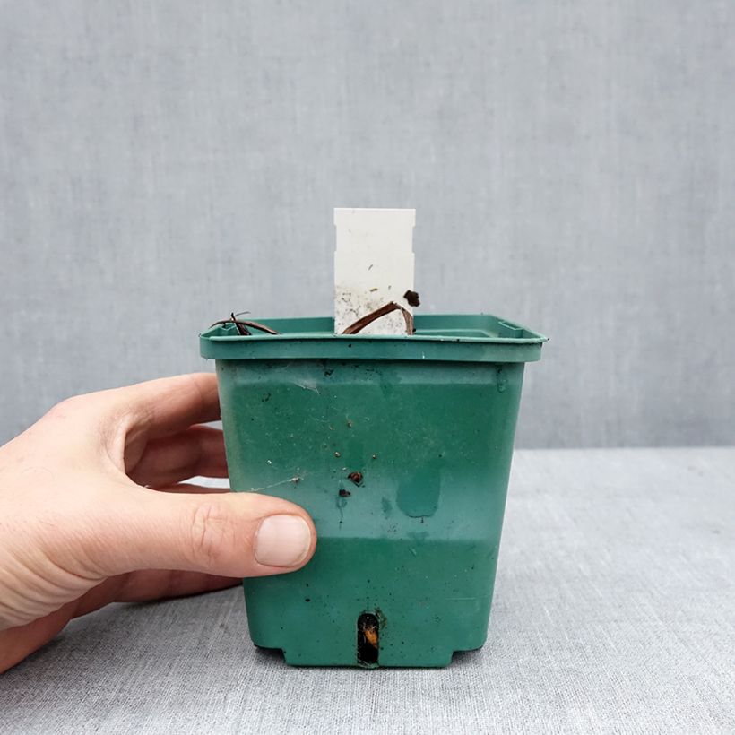 Hemerocallis Roswitha - Emerocallide Vaso da 1,5L/2L esemplare consegnato in inverno