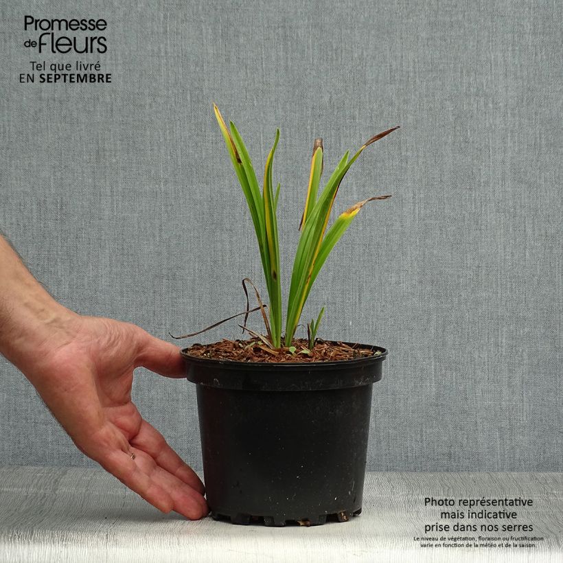Esemplare di Hemerocallis Rosy Returns - Emerocallide Vaso da 2L/3L come consegnato in autunno