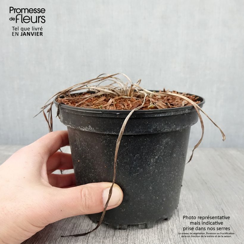 Hemerocallis Rosy Returns - Emerocallide Vaso da 2L/3L esemplare consegnato in inverno