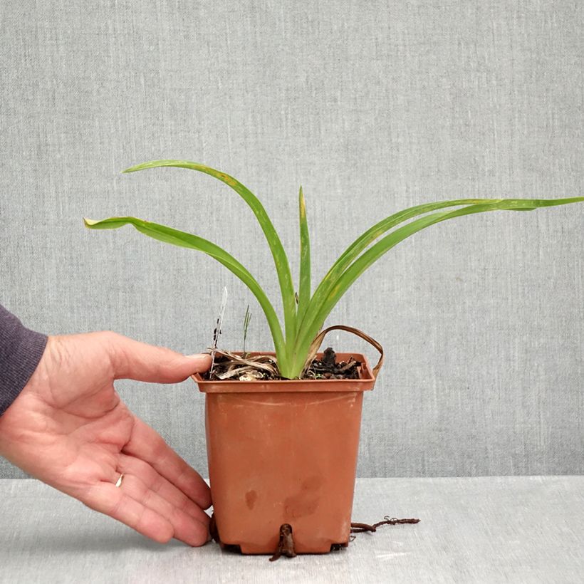 Esemplare di Hemerocallis Sabine Baur - Emerocallide Vaso da 1L/1,5L come consegnato in autunno
