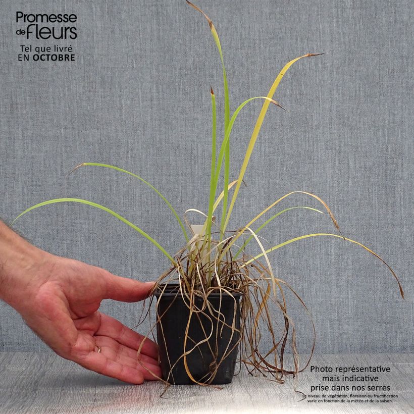 Esemplare di Hemerocallis Sammy Russell - Emerocallide Vasetto da 8/9 cm come consegnato in autunno