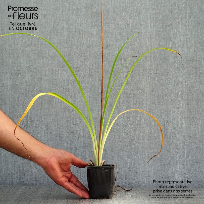 Esemplare di Hemerocallis Shooting Star - Emerocallide Vasetto da 8/9 cm come consegnato in autunno