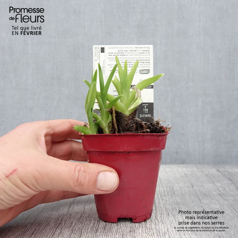 Hemerocallis Siloam Double Classic - Emerocallide Vasetto da 8/9 cm esemplare consegnato in inverno