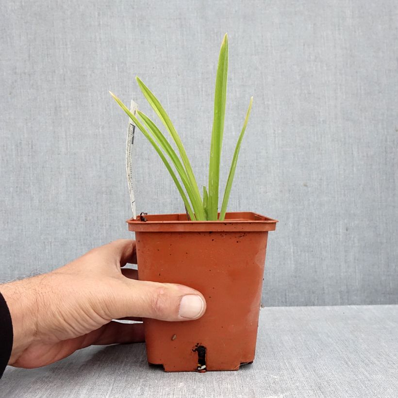 Esemplare di Hemerocallis Siloam Double Classic - Emerocallide Vaso da 1L/1,5L come consegnato in autunno