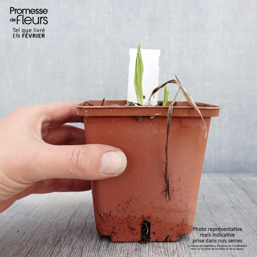 Hemerocallis Siloam Ribbon Candy - Emerocallide Vaso da 1L/1,5L esemplare consegnato in inverno