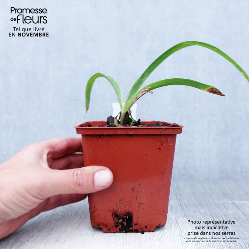 Esemplare di Hemerocallis Snowy Eyes - Emerocallide Vaso da 1L/1,5L come consegnato in autunno