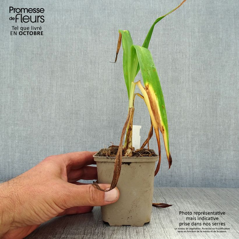 Esemplare di Hemerocallis South Seas - Emerocallide Vasetto da 8/9 cm come consegnato in autunno