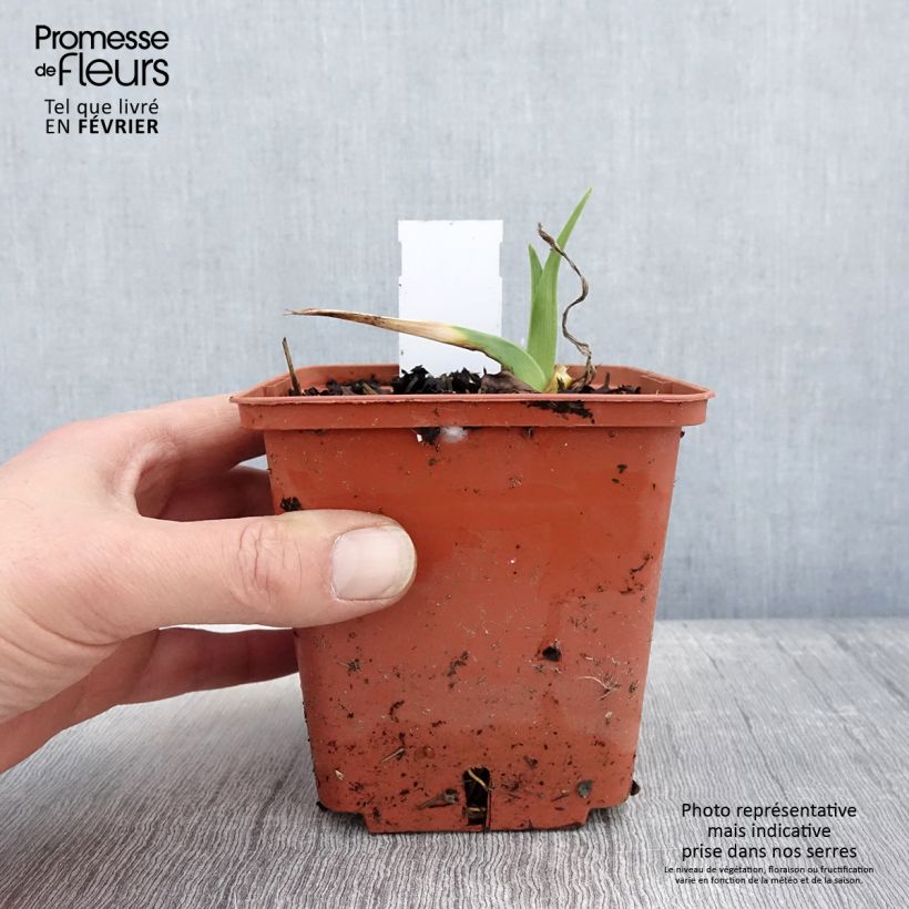 Hemerocallis Startle - Emerocallide Vaso da 1L/1,5L esemplare consegnato in inverno