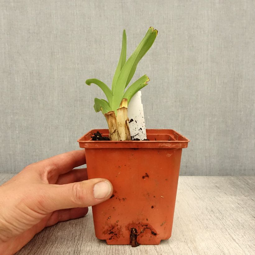 Hemerocallis Startle - Emerocallide Vaso da 1L/1,5L esemplare consegnato in primavera