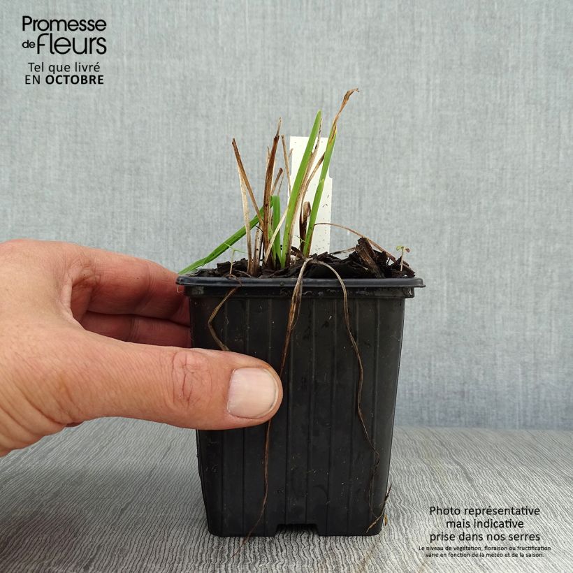 Esemplare di Hemerocallis Stella de Oro - Emerocallide Vasetto da 8/9 cm come consegnato in autunno