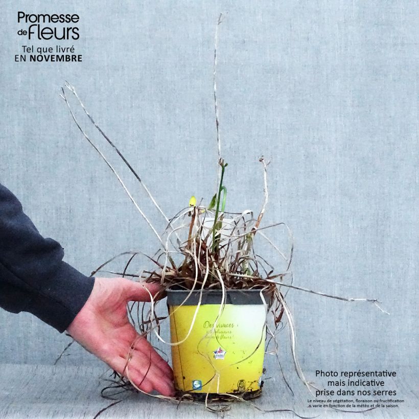 Esemplare di Hemerocallis Stella de Oro - Emerocallide Vaso da 2L/3L come consegnato in autunno