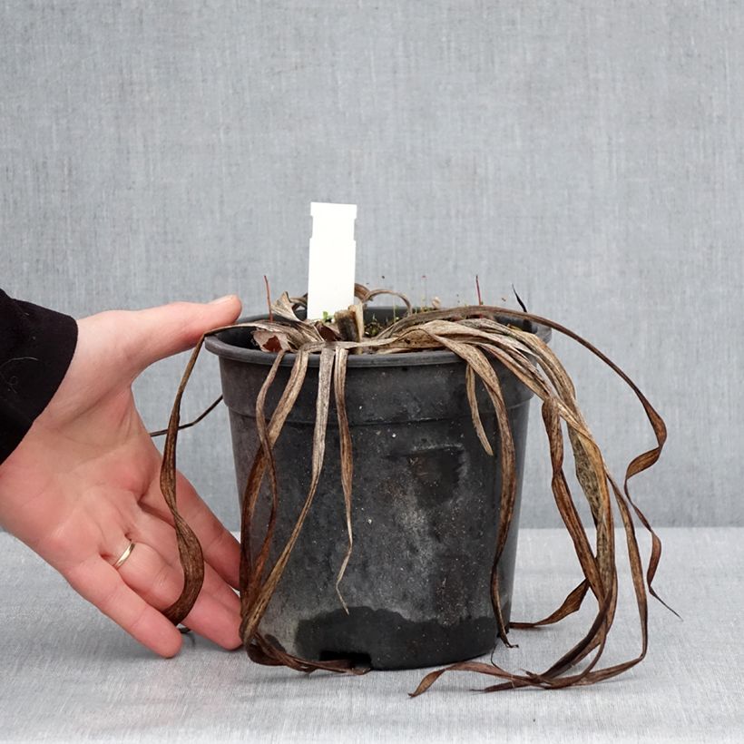 Hemerocallis Strawberry Candy - Emerocallide Vaso da 2L/3L esemplare consegnato in inverno