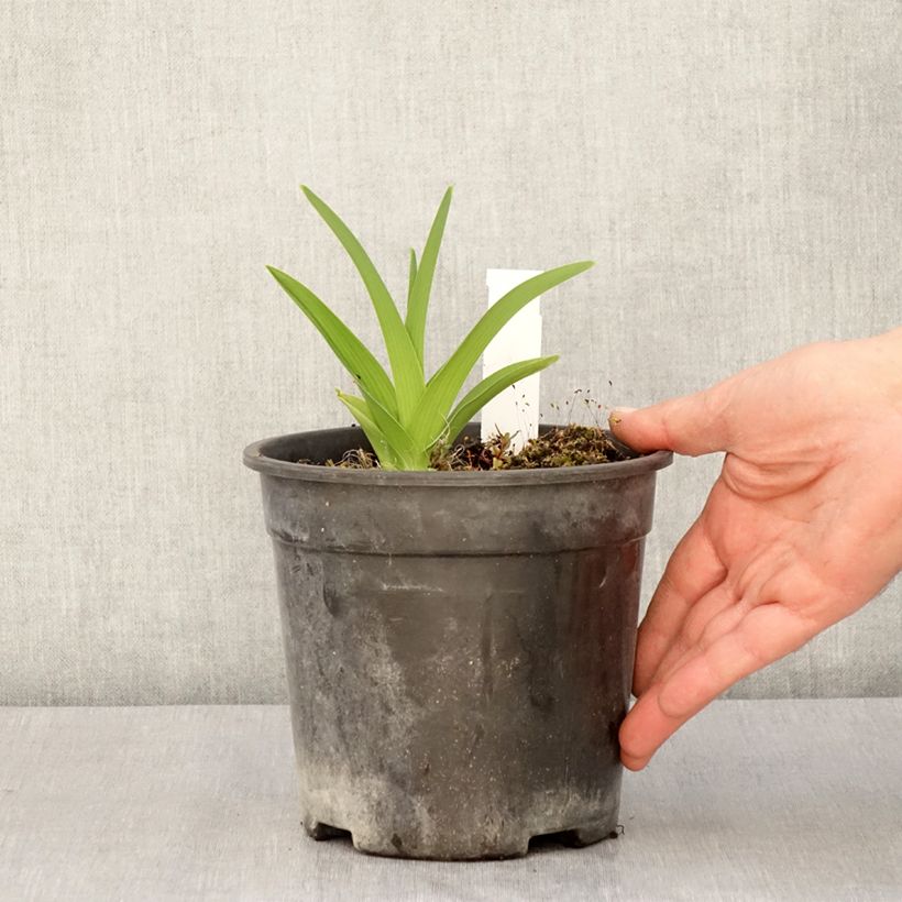 Hemerocallis Strawberry Candy - Emerocallide Vaso da 2L/3L esemplare consegnato in primavera