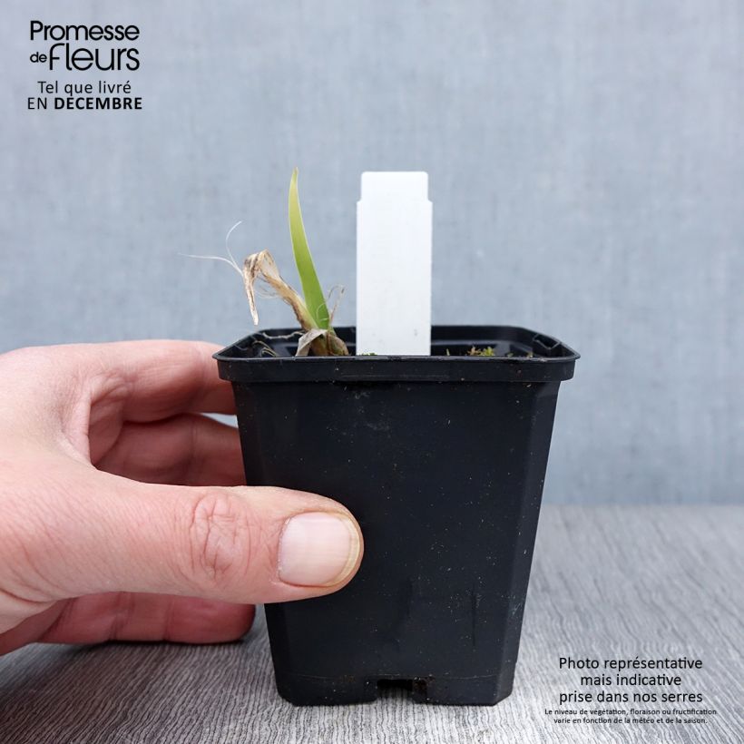 Esemplare di Hemerocallis Strawberry Swirl - Emerocallide Vasetto da 8/9 cm come consegnato in autunno