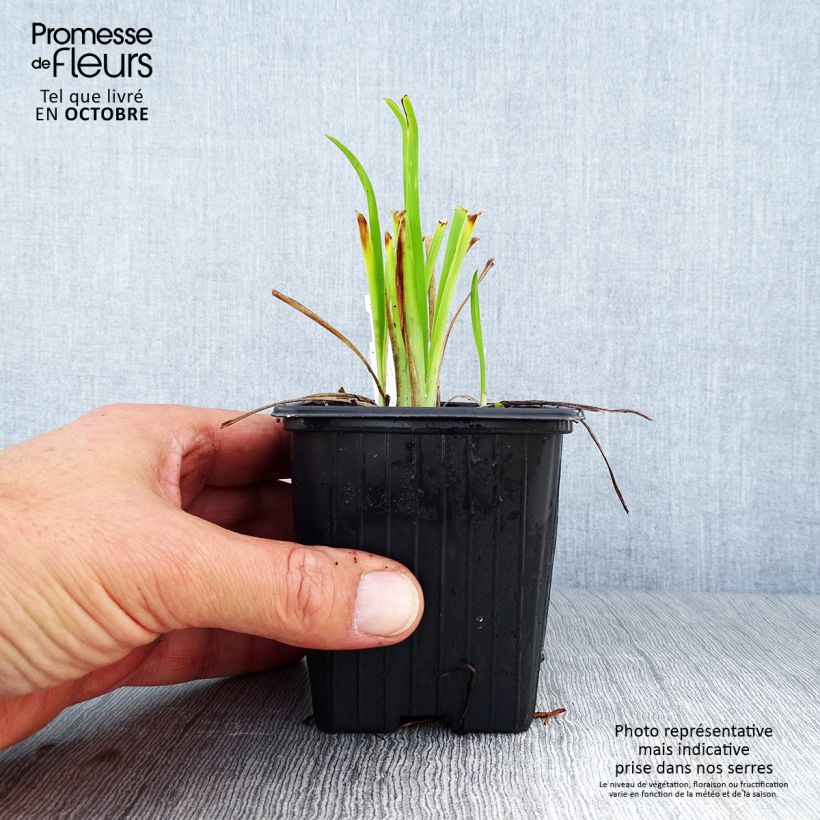 Esemplare di Hemerocallis Thumbelina - Emerocallide Vasetto da 8/9 cm come consegnato in autunno