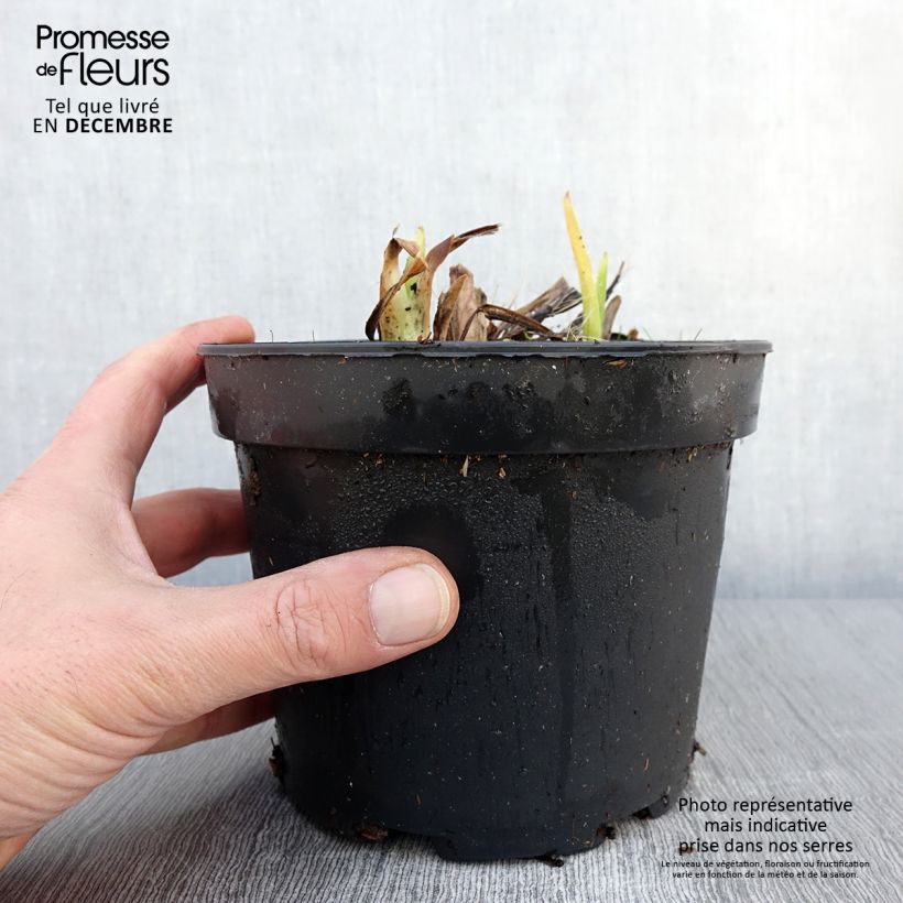 Esemplare di Hemerocallis White Temptation - Emerocallide Vaso da 2L/3L come consegnato in autunno