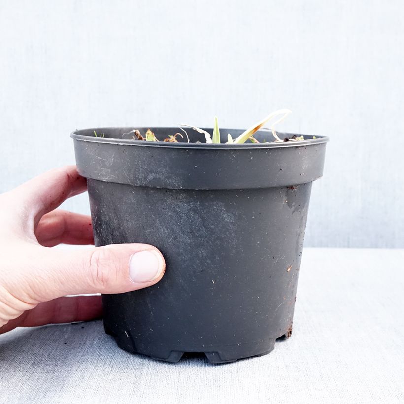 Hemerocallis White Temptation - Emerocallide Vaso da 2L/3L esemplare consegnato in inverno