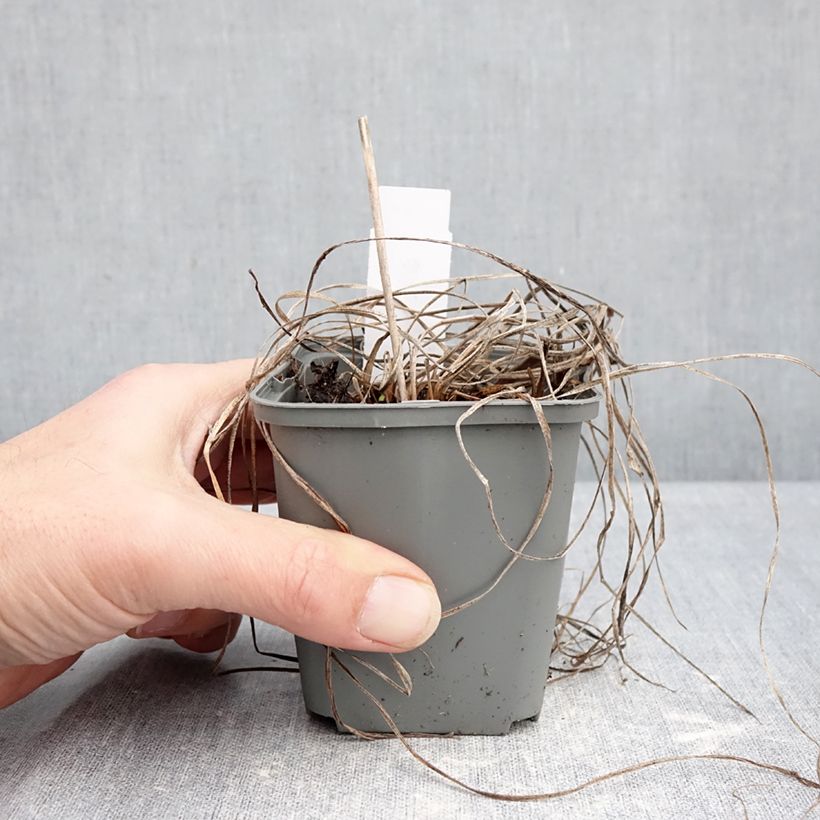 Hemerocallis Everydaylily Rose - Emerocallide Vasetto da 8/9 cm esemplare consegnato in inverno