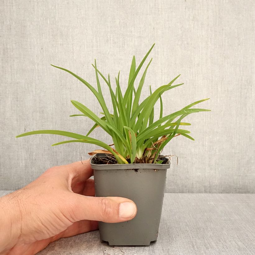 Hemerocallis Everydaylily Rose - Emerocallide Vasetto da 8/9 cm esemplare consegnato in primavera