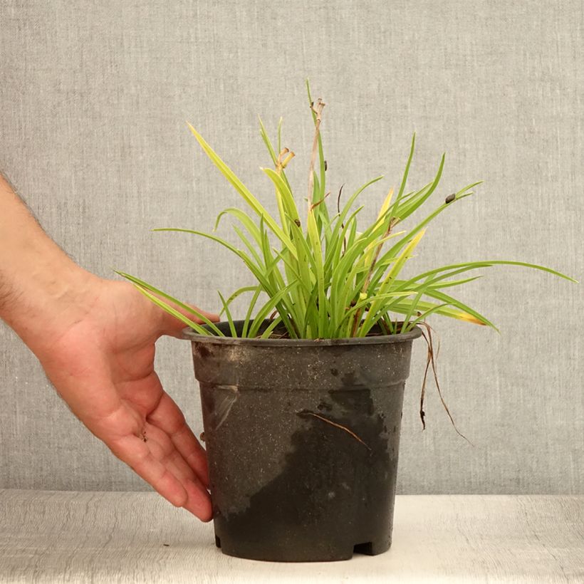 Esemplare di Hemerocallis Everydaylily Rose - Emerocallide Vaso da 2L/3L consegnato in estate