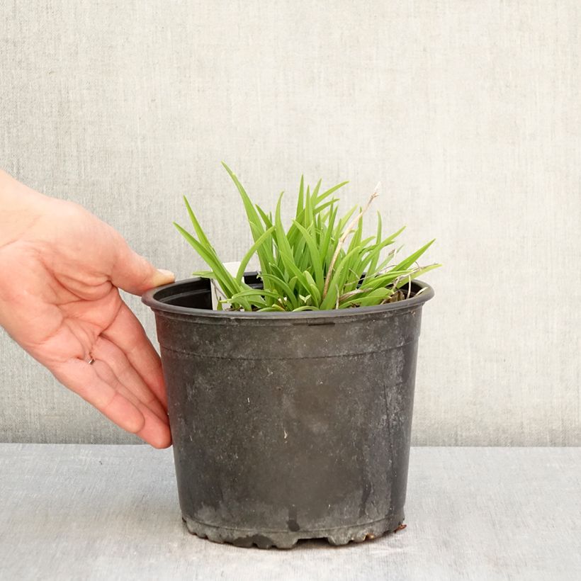 Hemerocallis Everydaylily Rose - Emerocallide Vaso da 2L/3L esemplare consegnato in primavera