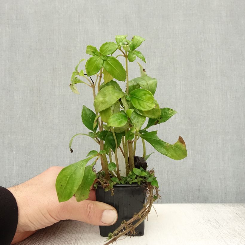 Esemplare di Hemiboea subcapitata Vasetto da 8/9 cm come consegnato in autunno