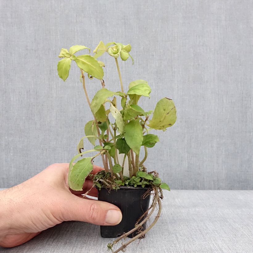 Hemiboea subcapitata Vasetto da 8/9 cm esemplare consegnato in inverno