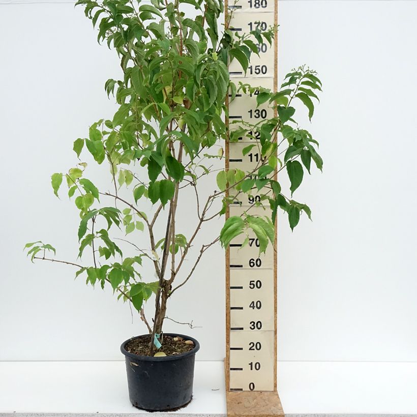 Esemplare di Heptacodium miconioides Vaso da 20L/25L consegnato in estate